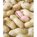 2015new Crop Fresh Peanut en Shell